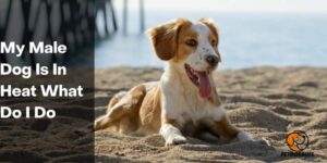 My Male Dog Is In Heat What Do I do – PetDogsLife