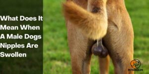 What Does It Mean When A Male Dog’s Nipples Are Swollen? Solution – 2022