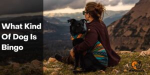 What Kind Of Dog Is Bingo – PetDogsLife