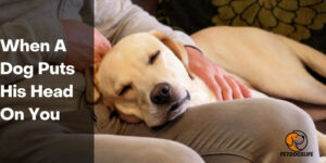 When A Dog Puts His Head On You – PetDogsLife