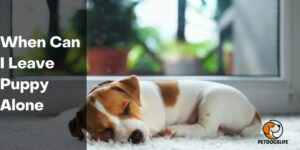 When Can I Leave Puppy Alone – PetogsLife