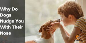 Why Do Dogs Nudge You With Their Nose – PetDogsLife