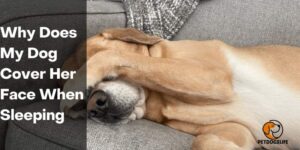 Why Does My Dog Cover Her Face When Sleeping – PetDogsLife