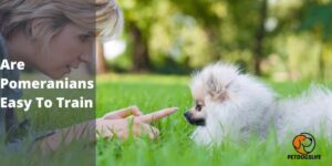 Are Pomeranians Easy To Train – PetDogsLife