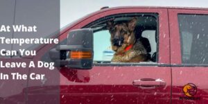 At What Temperature Can You Leave A Dog In The Car