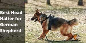 Best Head Halters for German Shepherds