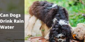 Can Dogs Drink Rain Water – PetDogsLife