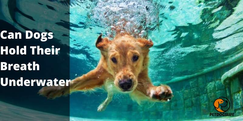Can Dogs Hold Their Breath Underwater