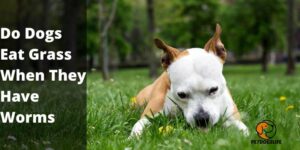 Do Dogs Eat Grass When They Have Worms – PetDogsLife