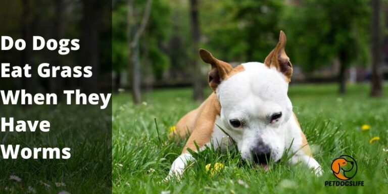 Curated visual reference: Visual Reference: Do Dogs Eat Grass When They Have Worms Petdogslife