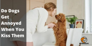 Do Dogs Get Annoyed When You Kiss Them (Complete Guide) – PetDogsLife