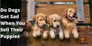 Do Dogs Get Sad When You Sell Their Puppies