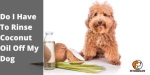 Do I Have To Rinse Coconut Oil Off My Dog – PetDogsLife