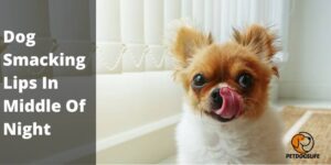 Dog Smacking Lips In Middle Of Night (Reasons) – PetDogsLife