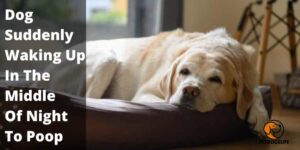Dog Suddenly Waking Up In The Middle Of Night To Poop