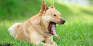 Do‌ ‌Dogs‌ ‌Yawn‌ ‌When‌ ‌Happy‌