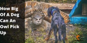 How Big Of A Dog Can An Owl Pick Up – Complete Guide