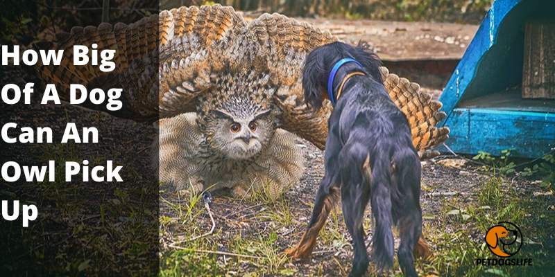 How Big Of A Dog Can An Owl Pick Up