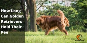 How Long Can Golden Retrievers Hold Their Pee (CompleteGuide) – PetDogsLife