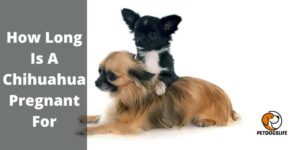 How Long Is A Chihuahua Pregnant For (All You Need To Know) – PetDogsLife