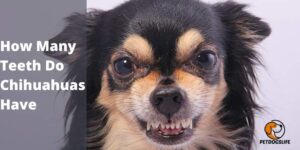 How Many Teeth Do Chihuahuas Have