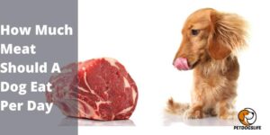 How Much Meat Should A Dog Eat Per Day – PetDogsLife