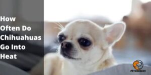 How Often Do Chihuahuas Go Into Heat – Complete Info
