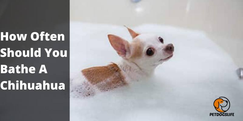 How Often Should You Bathe A Chihuahua