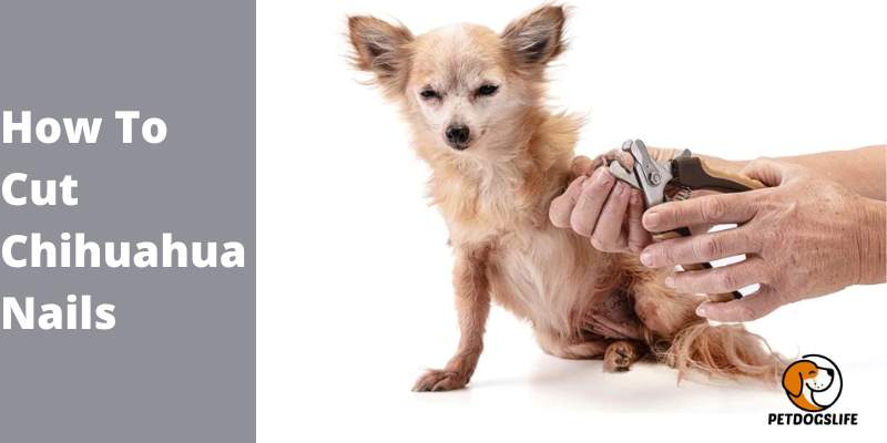 How To Cut Chihuahua Nails