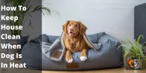 How To Keep House Clean When Dog Is In Heat – PetDogsLife
