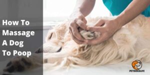 How To Massage A Dog To Poop – (Complete Guide) – PetDogsLife