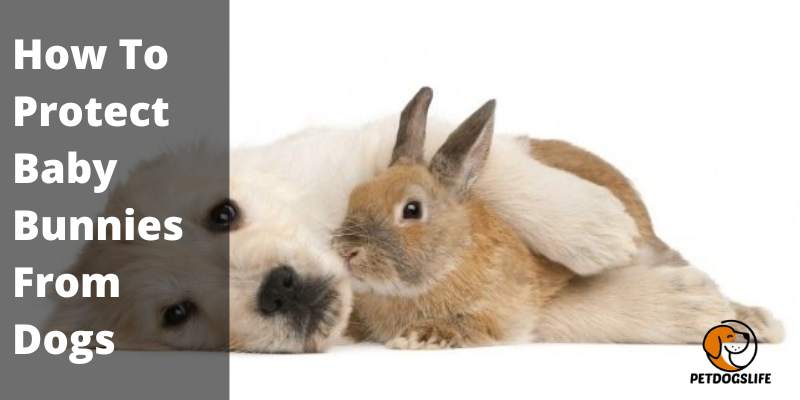 How To Protect Baby Bunnies From Dogs