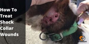 How To Treat Shock Collar Wounds, Necrosis, And Sores – PetDogsLife