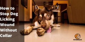 How to Stop Dog Licking Wound Without Collar – 10 Simple Ways