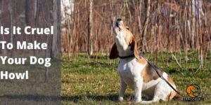 Is It Cruel To Make Your Dog Howl – Ultimate Guide