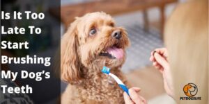 Is It Too Late To Start Brushing My Dog’s Teeth
