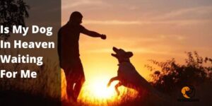 Is My Dog In Heaven Waiting For Me? 10 Sign You To Look For!