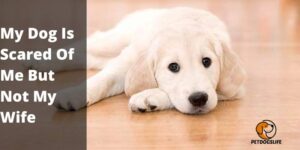 My Dog Is Scared Of Me But Not My Wife – Sample Guide