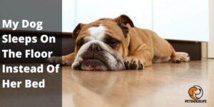 My Dog Sleeps On The Floor Instead Of Her Bed – Possible Reasons