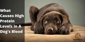 What Causes High Protein Levels In A Dog’s Blood – PetDogsLife