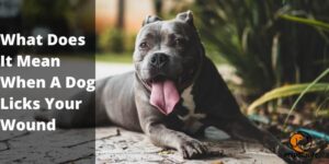 What Does It Mean When A Dog Licks Your Wound – PetDogsLife