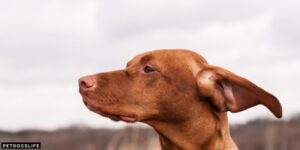 What Does It Mean When Dogs Ears Go Back – PetDogsLife
