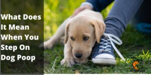 What Does It Mean When You Step On Dog Poop – PetDogsLife