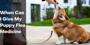 When Can I Give My Puppy Flea Medicine – PetDogsLife