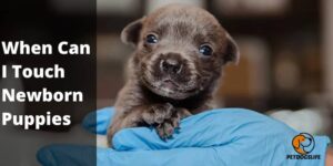 When Can I Touch Newborn Puppies – PetDogsLife 