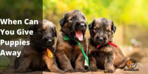 When Can You Give Puppies Away – PetDogslife