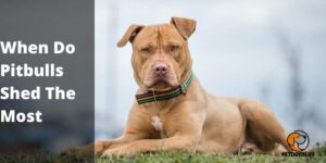 When Do Pitbulls Shed The Most?