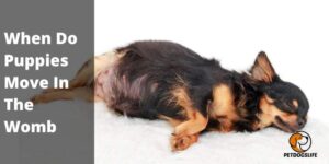 When Do Puppies Move In The Womb –  PetDogsLife