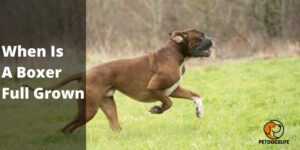 When Is A Boxer Full Grown (Guide) – PetDogsLife