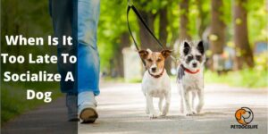 When Is It Too Late To Socialize A Dog – PetDogsLife